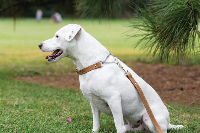 Martingale Leather Dog Collar, photo 9