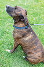 Sport Leather Dog Collar, photo 9
