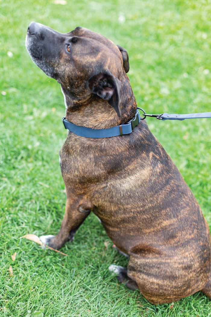Sport Leather Dog Collar, photo 9