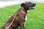Sport Leather Dog Collar, photo 8