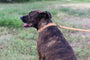 Sport Leather Dog Collar, photo 10