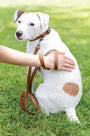 Sport Leather Dog Leash, photo 6