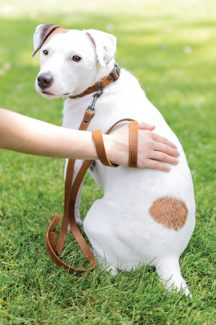 Sport Leather Dog Collar, photo 6