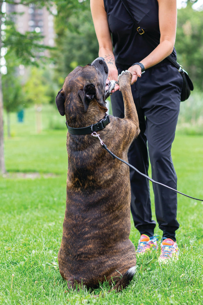 Sport Leather Dog Collar, photo 7