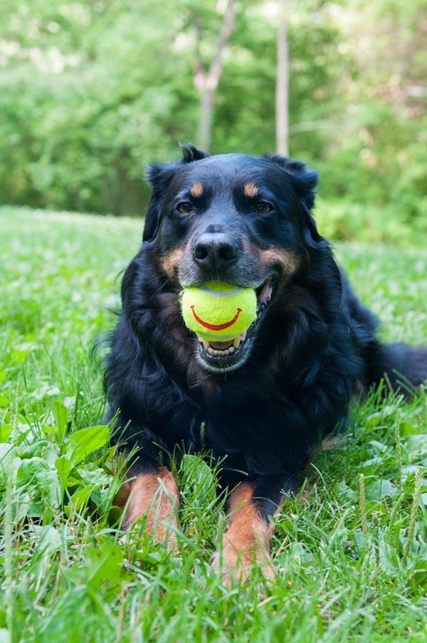Happy Tennis Ball