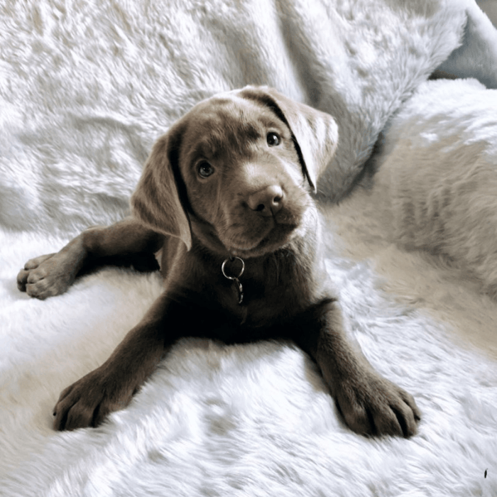 PupProtector Summer Short Fur Waterproof Throw Blanket, Polar White, photo 9