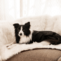 PupProtector Waterproof Throw Blanket, Polar White, photo 7