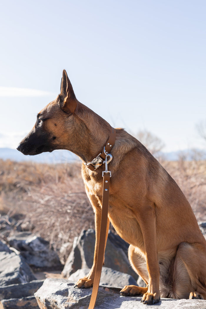 Modern Leather Dog Leash, photo 9