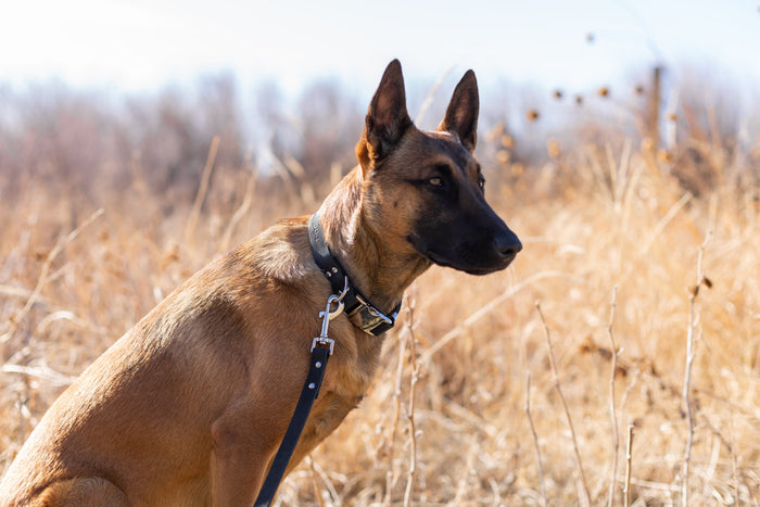Modern Leather Dog Leash, photo 10