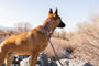 Modern Leather Dog Leash, photo 8