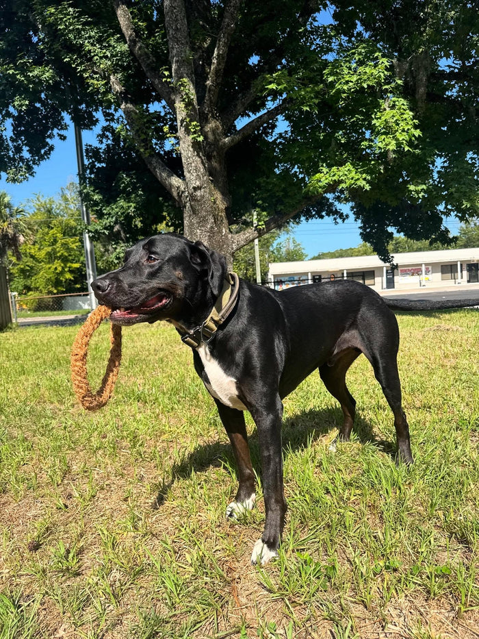 Aro de cuerda de coco para perro, foto 4