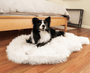 PupRug Curve Faux Fur Orthopedic Dog Bed, Polar White, photo 10