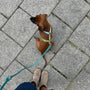 Dachshund de paseo con el arnés de tiras azul y verde