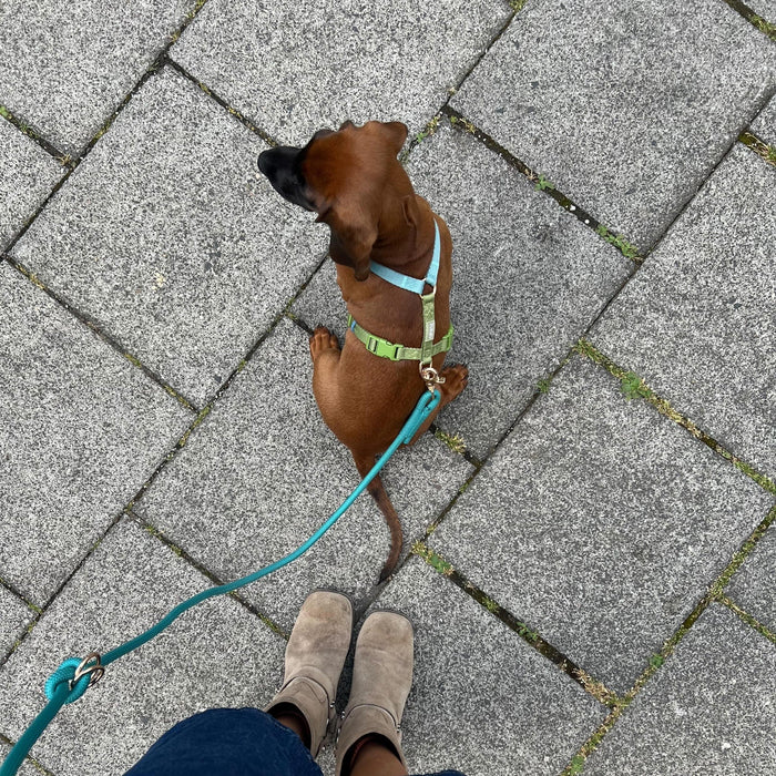 Dachshund de paseo con el arnés de tiras azul y verde