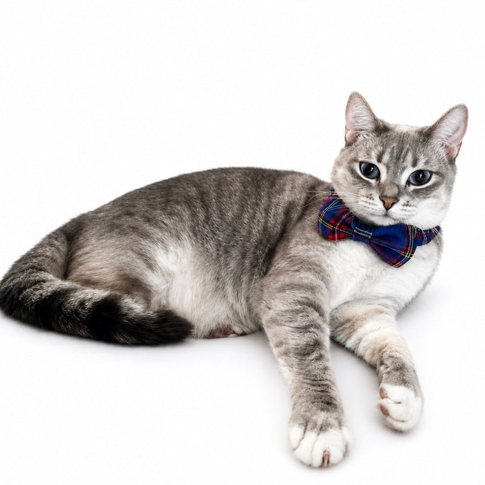 "Bunchie" Bow Scrunchie Collar, photo 7