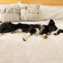 PupProtector Waterproof Throw Blanket, Polar White, photo 10