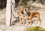 Correa doble reflejante de nailon para perro, foto 3