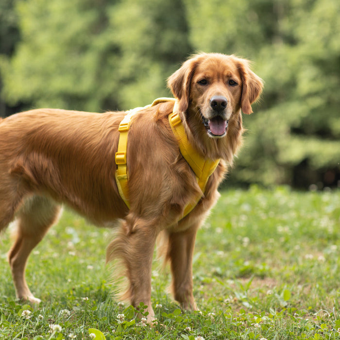 Golden retriever en el pasto con el arnés de terciopelo amarillo