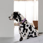 Dalmatian wearing the Lilac velvet collar