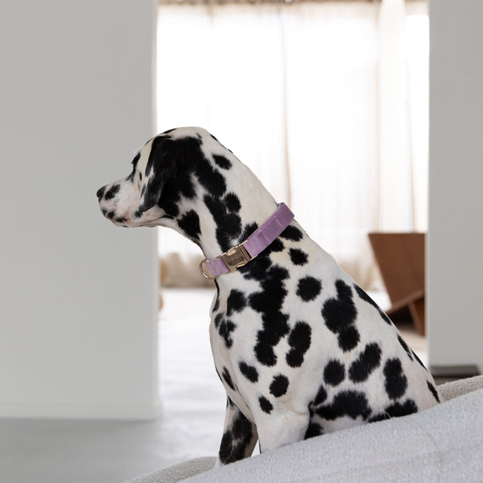 Dalmatian wearing the Lilac velvet collar