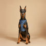 Denim NoMad Adjustable Dog Harness, photo 4