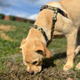 Arnés antitirones para perro Freedom No-Pull Archie Loves Mud EarthStyle, foto 4
