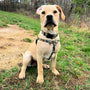 Arnés antitirones para perro Freedom No-Pull Archie Loves Mud EarthStyle, foto 5