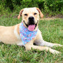 Cherry Blossoms Blue Freedom No-Pull Dog Harness Bundle, photo 7