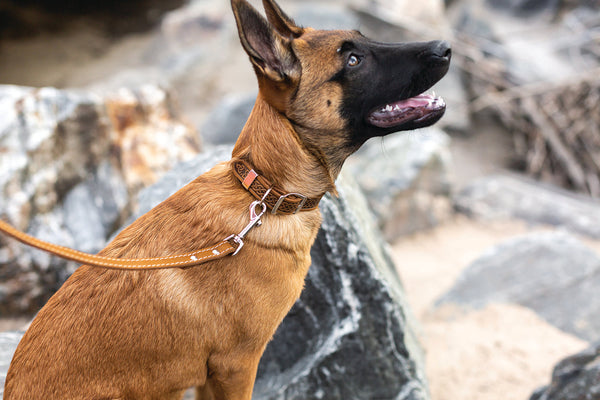 Collar de piel Celtic con doble hebilla para perro, foto 2