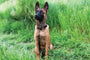 Rolled Leather Quick-Release Dog Collar, photo 2