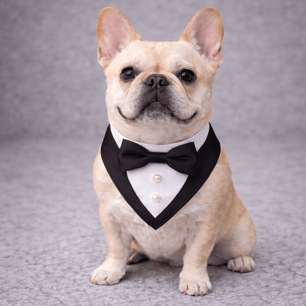 Black Ceremony Tuxedo Bandana, photo 1