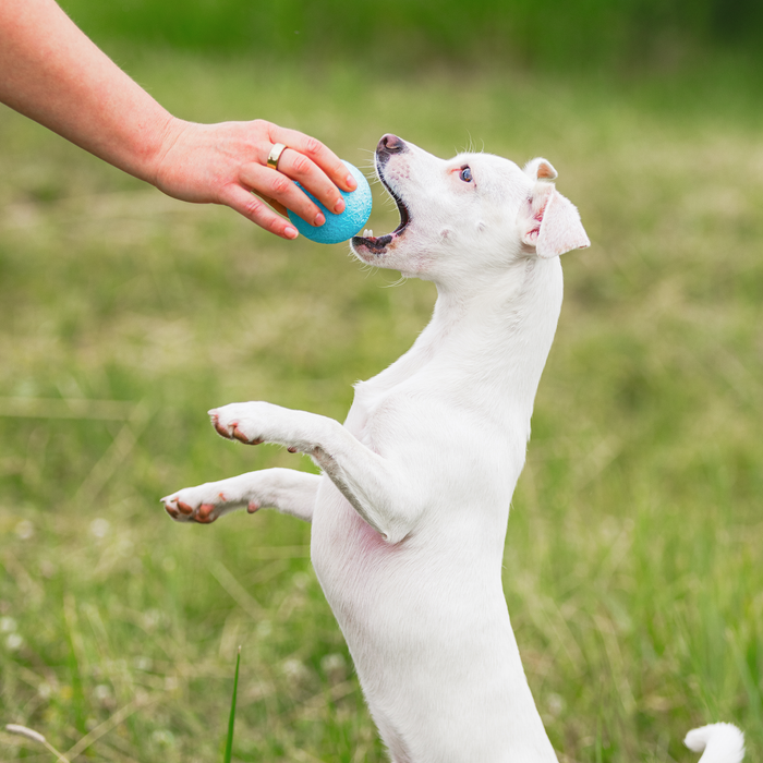 Boundr Fetch Ball Dog Toy, photo 6