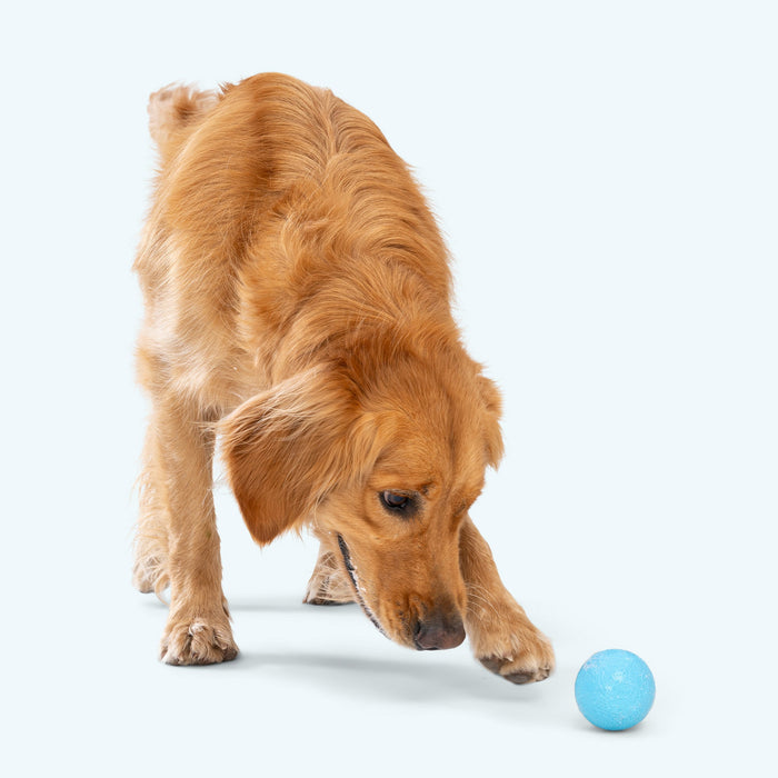 Boundr Fetch Ball Dog Toy, photo 7