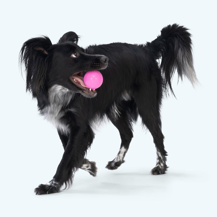 Boundr Fetch Ball Dog Toy, photo 5