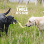 Bumi Tug Dog Toy, Ruby, photo 3