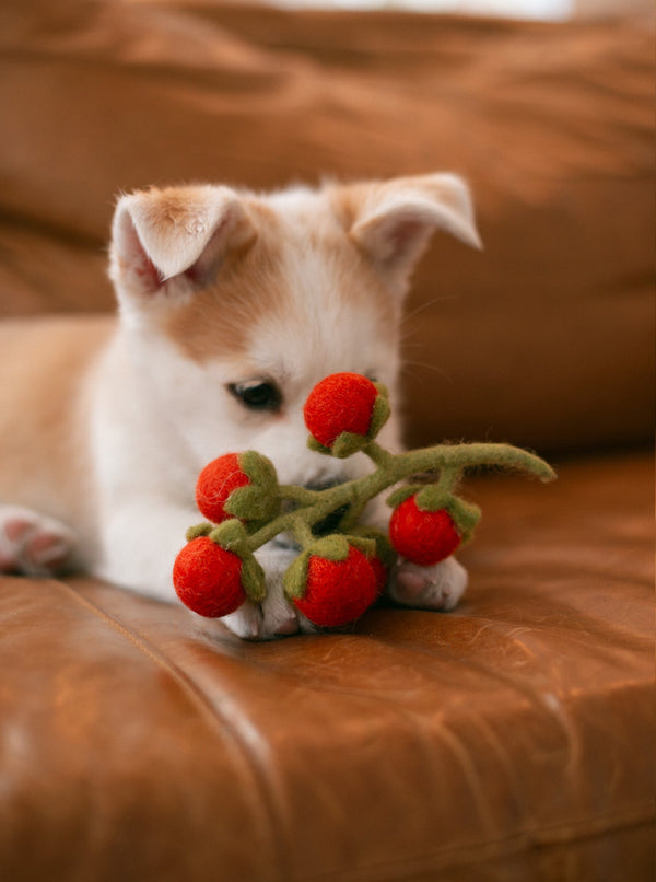 Cherry Tomato Vine Wool Dog and Cat Toy, photo 2