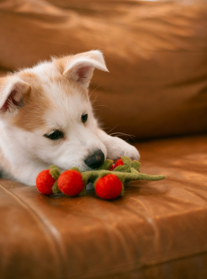 Cherry Tomato Vine Wool Dog and Cat Toy, photo 4