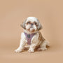 Lilac Gray SoHo Step-In Dog Harness, photo 5