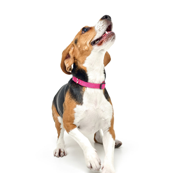 Park Ave Pink City Padded Dog Collar, photo 2