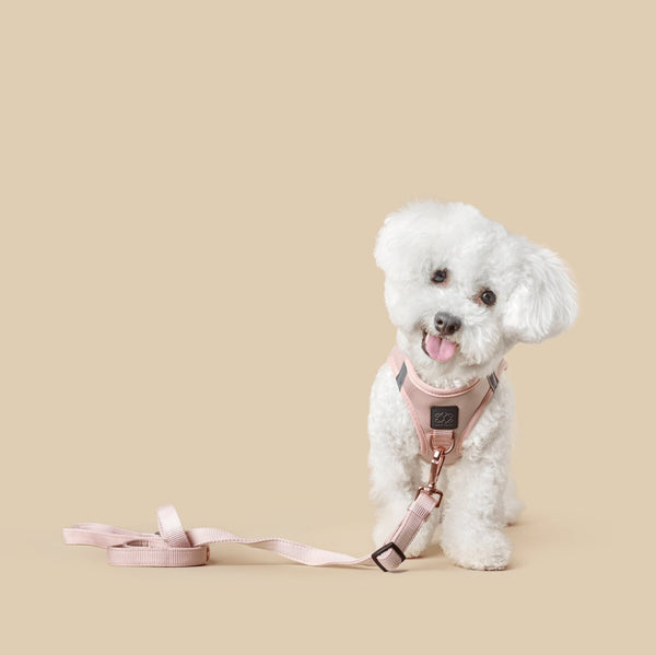 Blush City Bungee Dog Leash, photo 2
