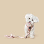 Blush City Bungee Dog Leash, photo 2