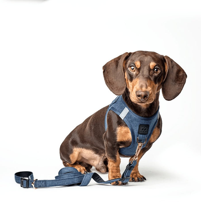 Denim City Bungee Dog Leash, photo 3