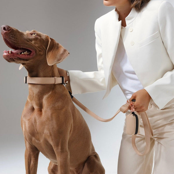 Dune City Padded Dog Collar, photo 2