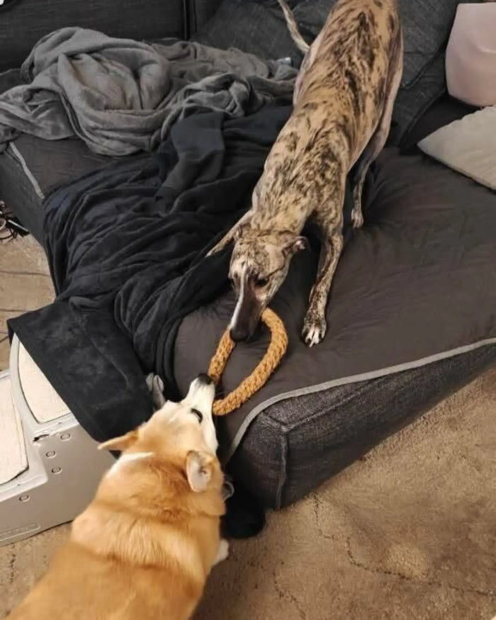 Aro de cuerda de coco para perro, foto 29