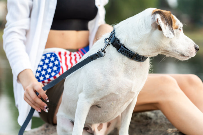 Celtic Sport Leather Quick-Release Dog Collar, photo 13