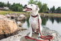 Celtic Sport Leather Quick-Release Dog Collar, photo 12