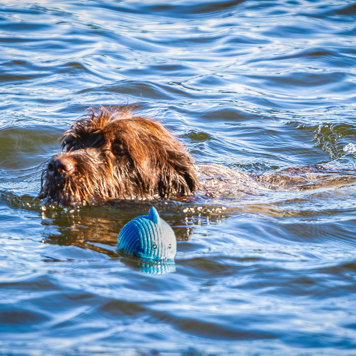 Finn the Shark Ruff-Tex, pelota de látex para perro, tamaño grande, foto 5