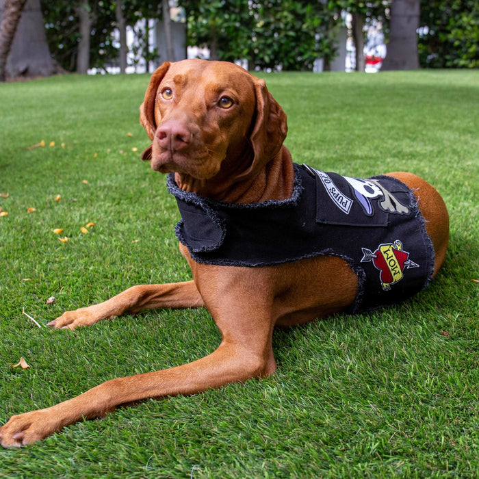 Pups of Anarchy Harness, photo 3