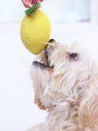 Juguete de lana para perro y gato Lemon, foto 5