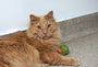 HuggleKats PlayKat Interactive Cat Toy, photo 16
